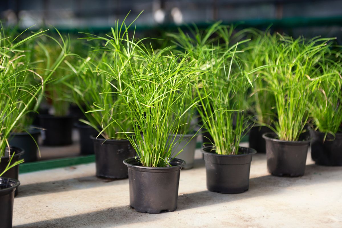 Lomandra plants in pots
