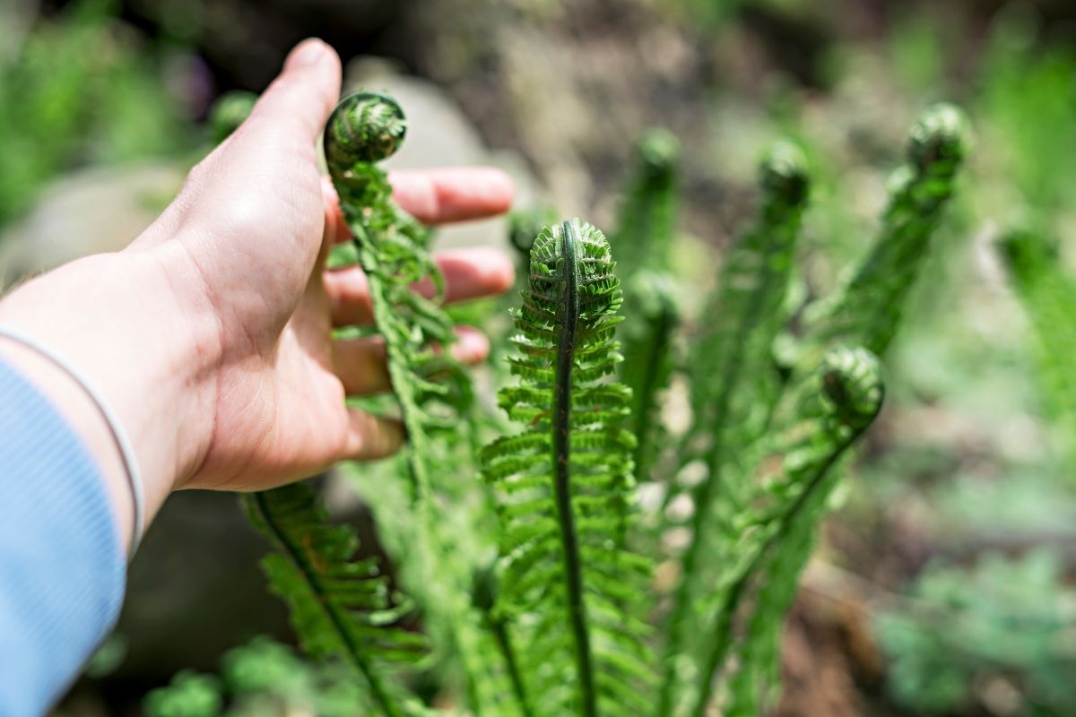 rainforest garden plants Asplenium australasicum