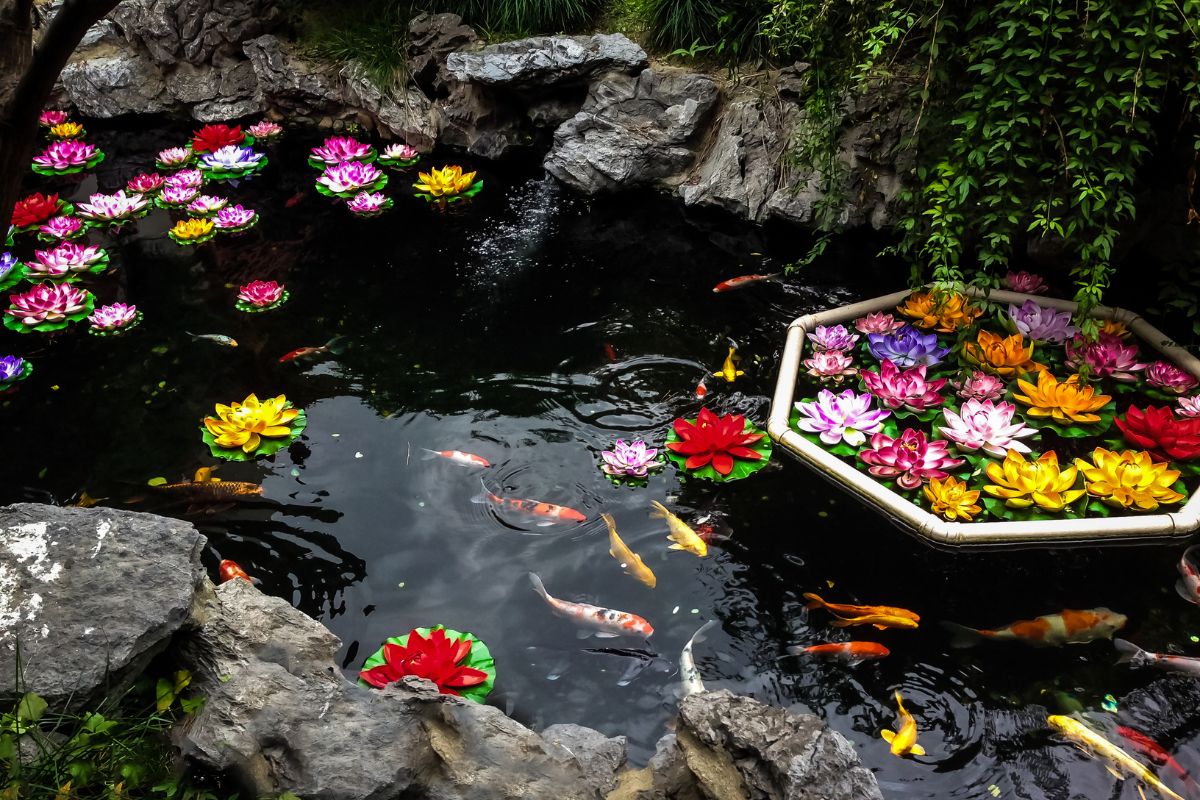 water garden