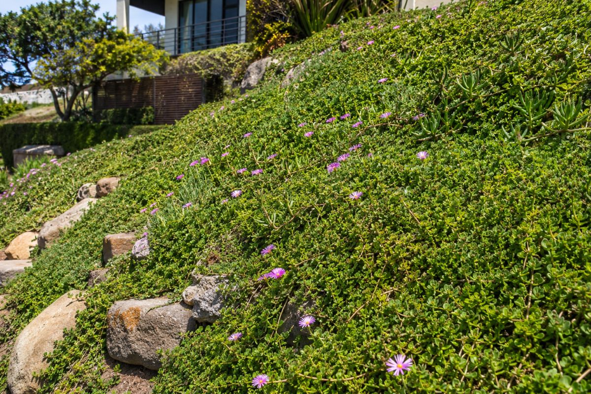 Deep-Rooted Groundcovers to Lock Soil Profiles